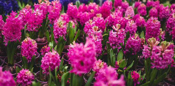 Close-up of pink flowering plants