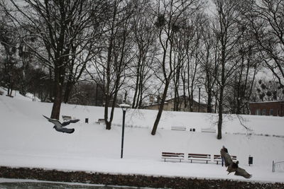 Trees on snow covered landscape
