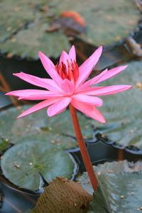 Close-up of pink water lily in lake