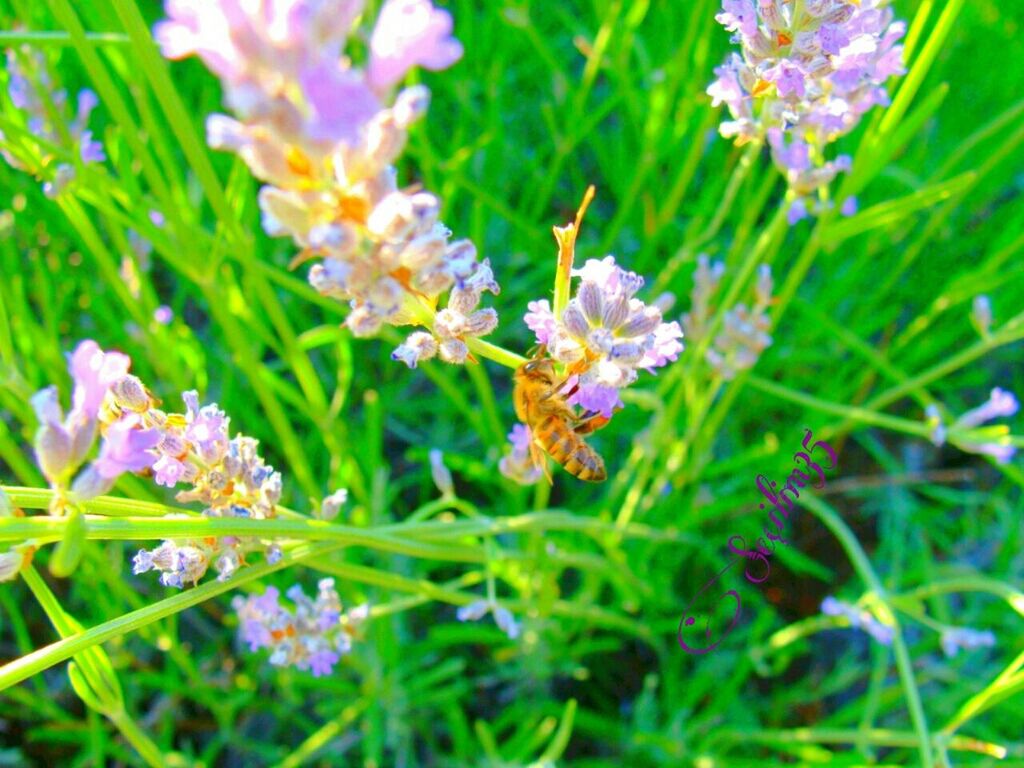 flower, freshness, fragility, growth, petal, purple, beauty in nature, plant, blooming, flower head, nature, focus on foreground, green color, close-up, insect, in bloom, stem, high angle view, day, selective focus