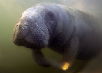 West indian manatee - trichechus manatus - in crystal river, florida, usa