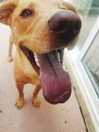 Close-up portrait of dog sticking out tongue