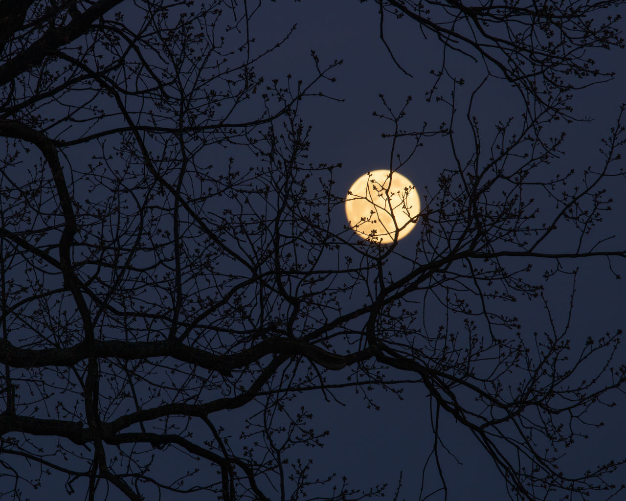 LOW ANGLE VIEW OF SILHOUETTE TREE AGAINST SKY AT NIGHT