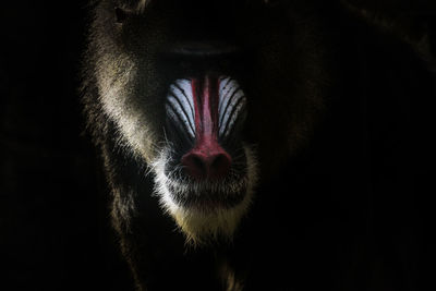 Close-up of mandrill against black background