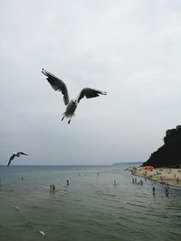 Seagulls flying over sea against sky