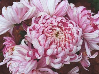 Close-up of pink flowers blooming outdoors