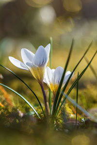 Close-up of white crocus flower