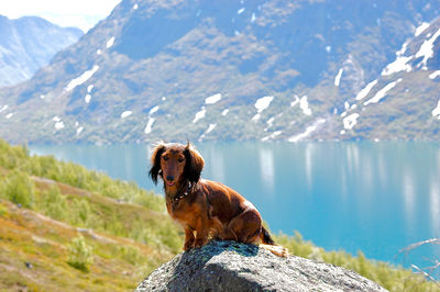 Dog standing on mountain by lake