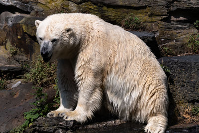 View of sheep on rock