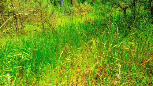 Scenic view of lake in forest