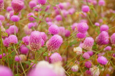 Close-up of pink flowering plants on field