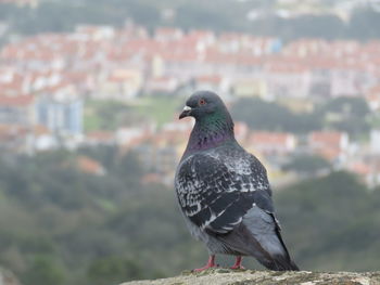 Close-up of pigeon perching on wall