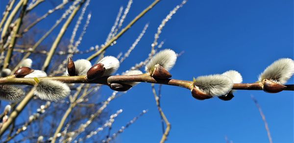 Low angle view of white flowering plants against blue sky