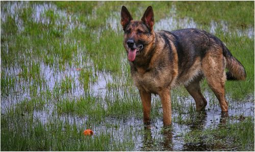 Dog standing on swamp