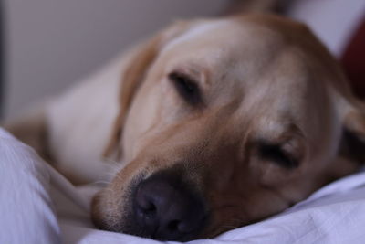 Close-up of dog sleeping on bed