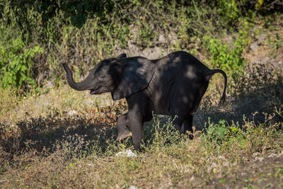 Elephant calf walking in forest