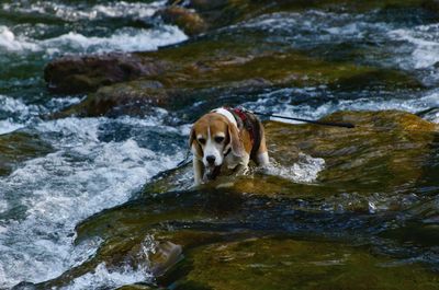 Dog standing on rock in stream