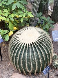 High angle view of succulent plant