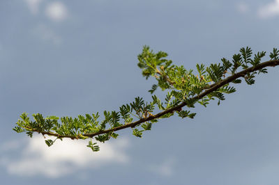 Low angle view of plant against sky