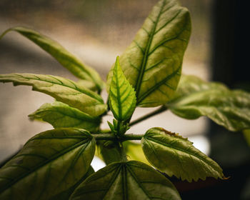 Close-up of plant