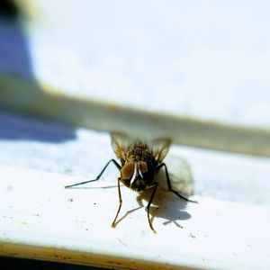 Close-up of fly on the table