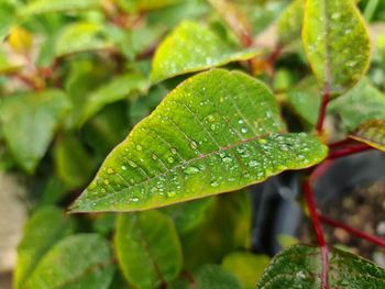 Close up of raindrops on a leaf