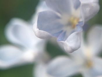 Close-up of white flowering plant