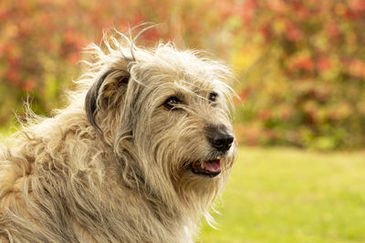 Close-up portrait of a dog