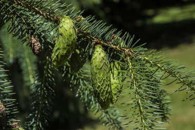 Close-up of pine tree branch