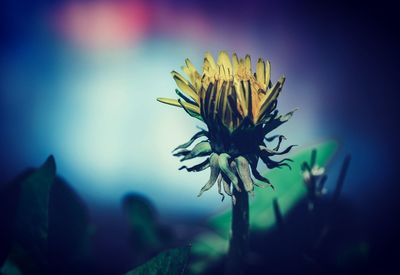 Close-up of yellow flowering plant