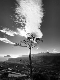 Scenic view of tree by mountain against sky