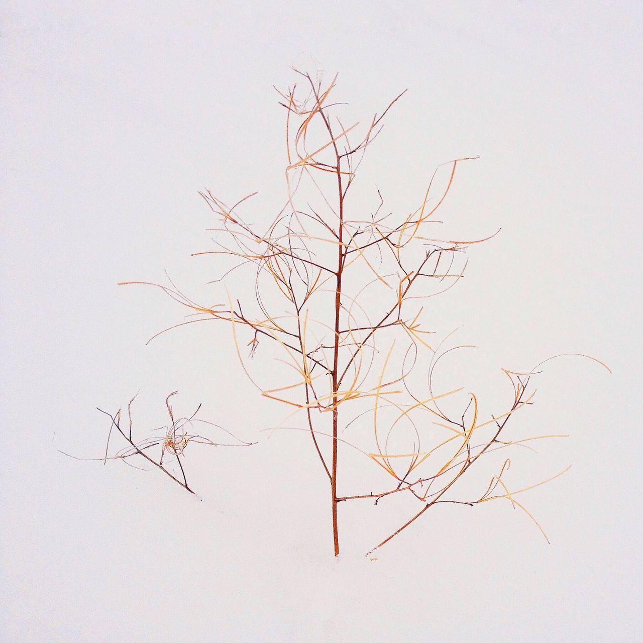branch, bare tree, tree, nature, clear sky, tranquility, beauty in nature, copy space, dead plant, white background, no people, season, leaf, low angle view, growth, single tree, autumn, studio shot, dried plant, outdoors