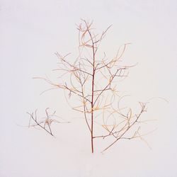 branch