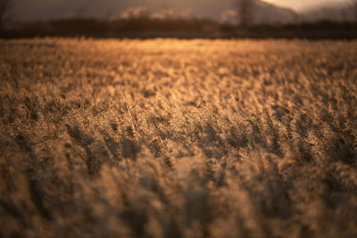 Crops growing on field