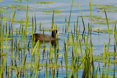 View of duck swimming in lake