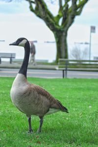 Close-up of bird on grass