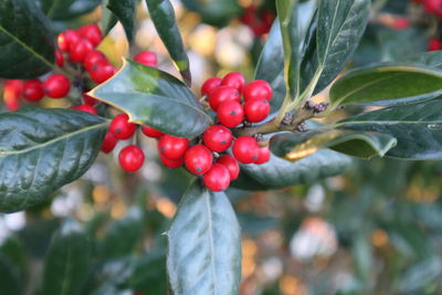 Close-up of red berries growing on tree