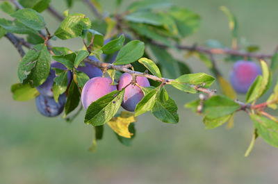 Close-up of berries on tree