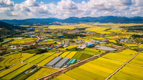 Scenic view of agricultural field against sky