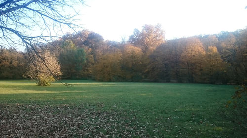 Scenic view of grassy field against sky