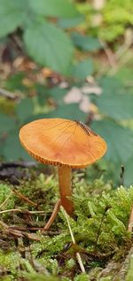 Close-up of mushroom growing on field