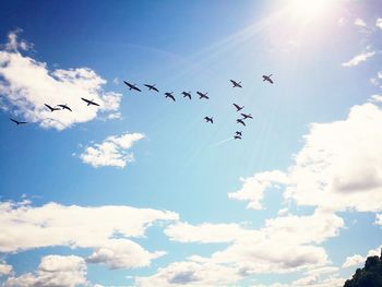 Low angle view of birds flying against sky