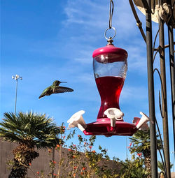 View of bird flying against sky