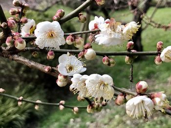 Close-up of white cherry blossom tree