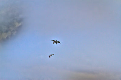 Low angle view of birds flying in sky