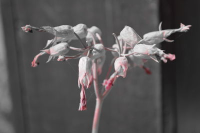 Close-up of flower