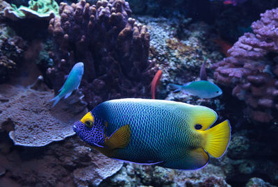 Close-up of fish swimming underwater