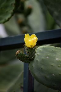 Close-up of yellow prickly pear cactus