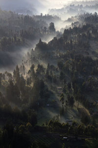 Trees on landscape against sky