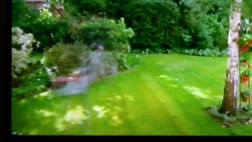 Close-up of fresh green plants in water